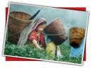 darjeeling-feilds.jpg