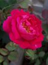 indian-rose.jpg
