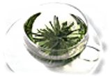 GOPALDHARA DARJEELING ROSETTES GOPALDHARA DARJEELING ROSETTES