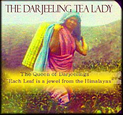The Darjeeling Tea Lady :: Tea Collection The Darjeeling Tea Lady :: Tea Collection